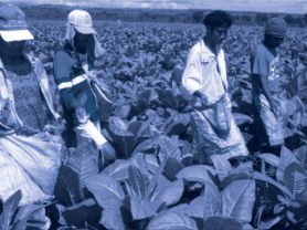 Tobacco Farmers in Phillipines 