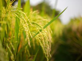 closeup photo of yellow wheat growing in a field