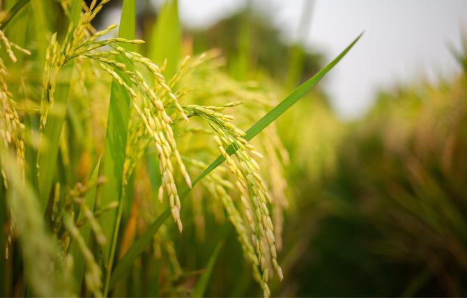 closeup photo of yellow wheat growing in a field